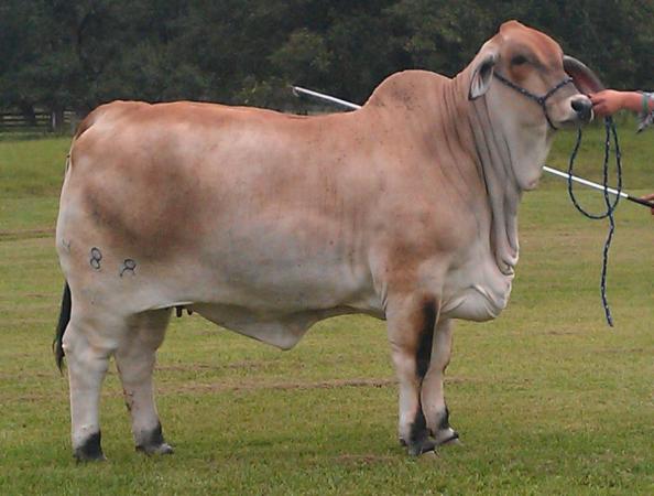 গবাদীপ্রাণির না খাওয়া রোগ ও তার সমাধান