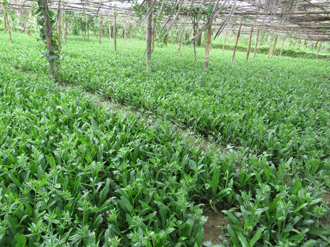 বিলাতি ধনিয়ার চাষাবাদ কৌশল ও গুণাগুন