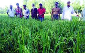 রৌমারীতে বন্যার ক্ষতিপুষিয়ে উঠতে বাম্পার ফলন দেখে কৃষকের মুখে হাসি