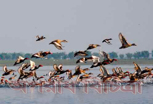 সুদূর সাইবেরিয়া ও হিমালয়ের পাদদেশ থেকে হাকালুকি হাওরে ঝাঁকে ঝাঁকে আসছে অতিথি পাখি
