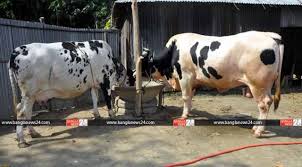 গরু মোটা তাজা করার ওষধ খাচ্ছে বাংলাদেশের মানুষ