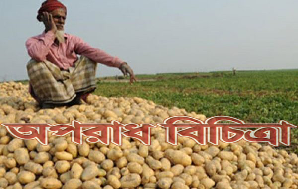 আলুর প্রতি কেজি তিন টাকা, মিলছে না ক্রেতা!