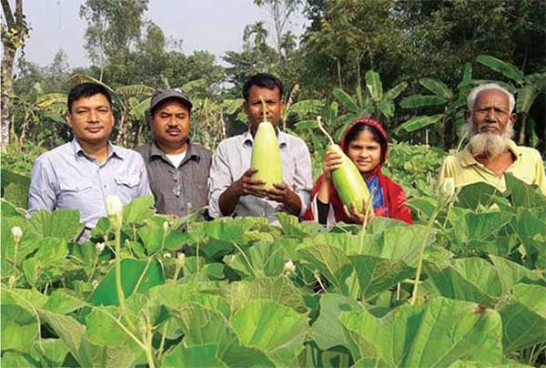 কৃষক লাখপতি হলো লাউ চাষ করে