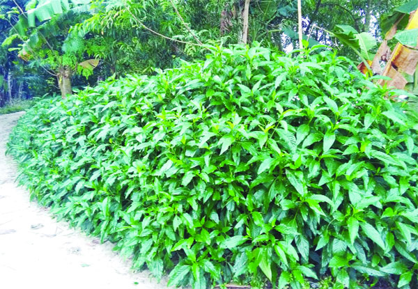 বাসক পাতার বাণিজ্যিক চাষ ঝিনাইদহে
