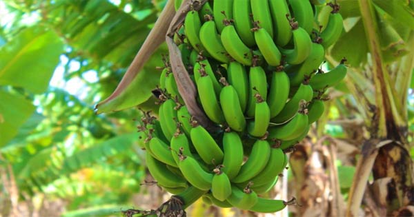 জীবিকার মাধ্যম ফেলনা কলাগাছ