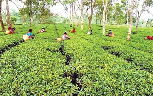 মানসম্মত নয় বর্তমানের চা