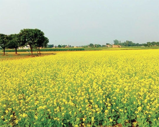 মৌমাছির আনাগোনা দিগন্তজোড়া সরিষা ফুলে