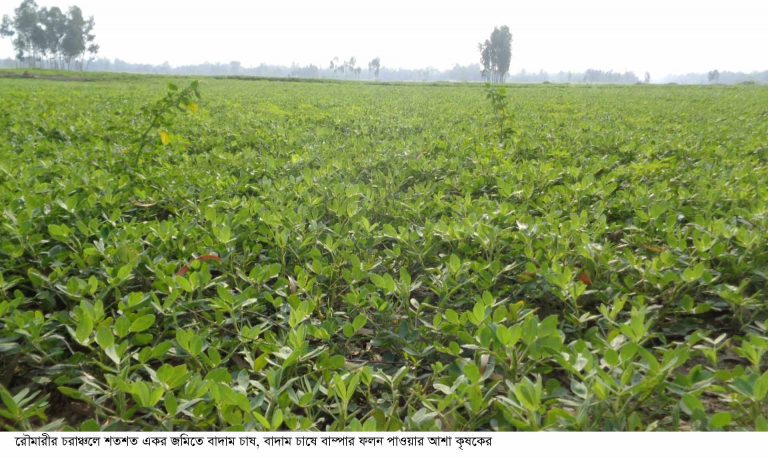 রৌমারী’র চরে বাদাম চাষের  বাম্পার ফলনের আশায় কৃষকরা