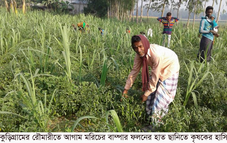 আগাম মরিচের বাম্পার ফলন ও মূল্য বেশি পেয়ে কৃষকের মূখে হাসি