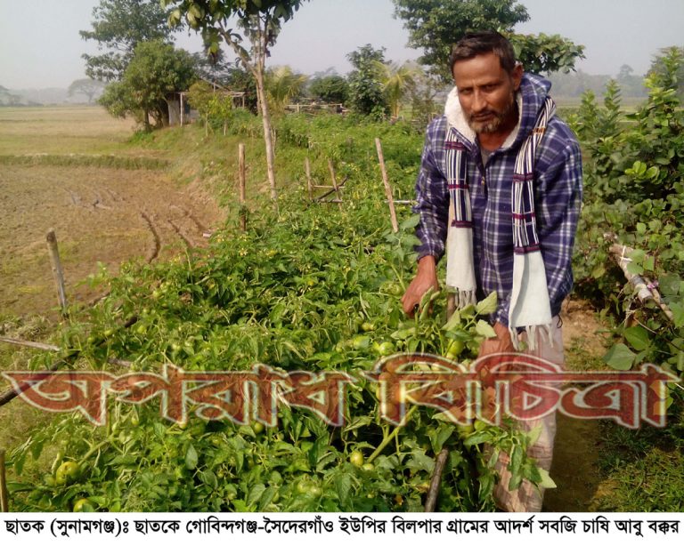 ছাতকে পরিশ্রমেই ভাগ্যের চাকা ঘুরালেন টমেটো-বক্কর