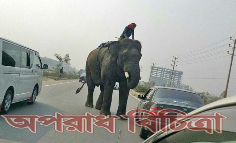 নতুন পন্থায় হাতি দিয়ে চাঁদাবাজি
