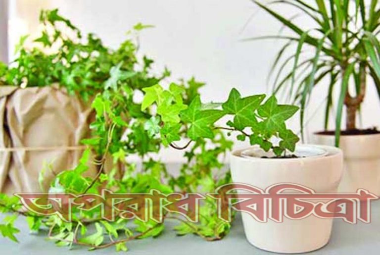 হাউজপ্লান্ট কর্মক্ষেত্রে মনমেজাজ ভালো রাখে