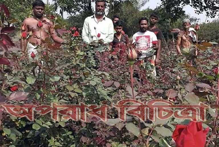 গোলাপচাষীদের মাথায় হাত