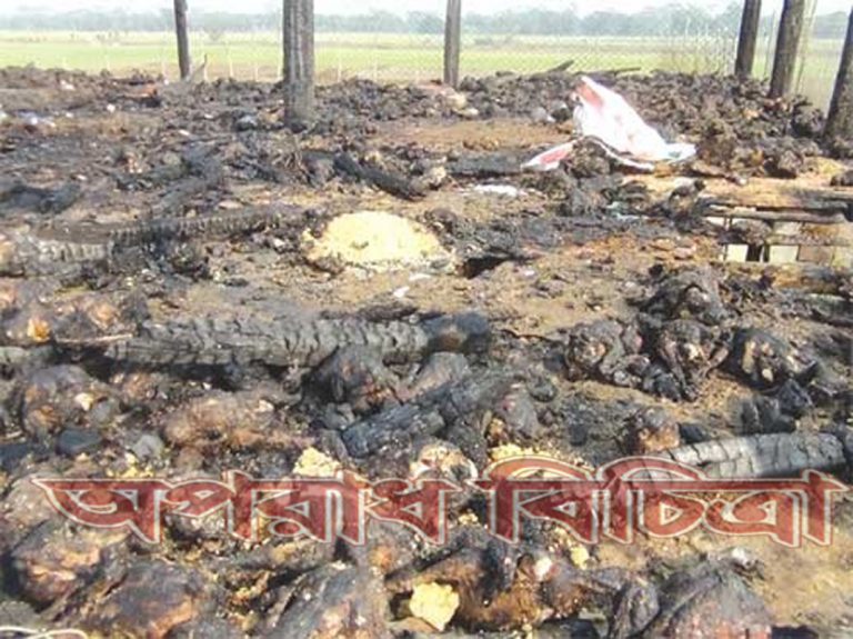অগ্নিকান্ডে ৩ হাজার পোল্ট্রি মুরগীসহ খামার পুড়ে ছাই