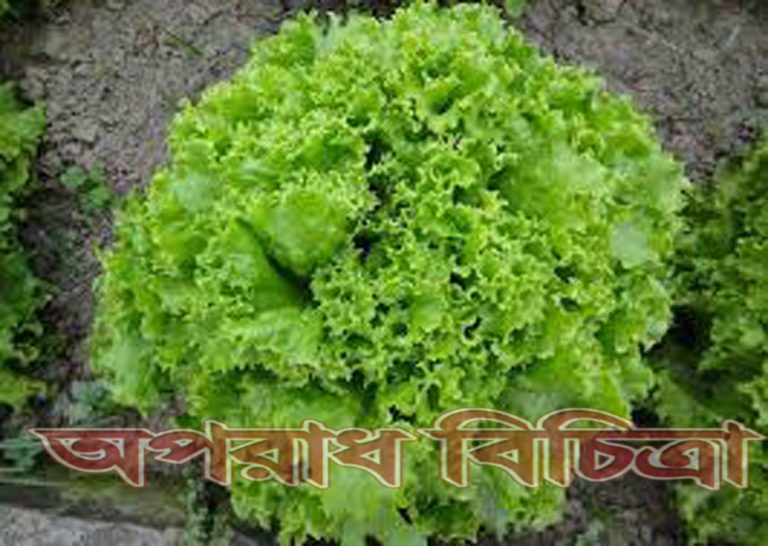 জেনে নিন রোগ প্রতিরোধে লেটুস পাতার উপকারিতা