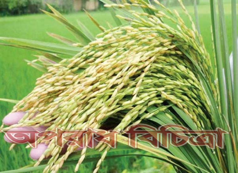 কৃষকের হাসি ফোটাবে পাঁচ জাতের ধান