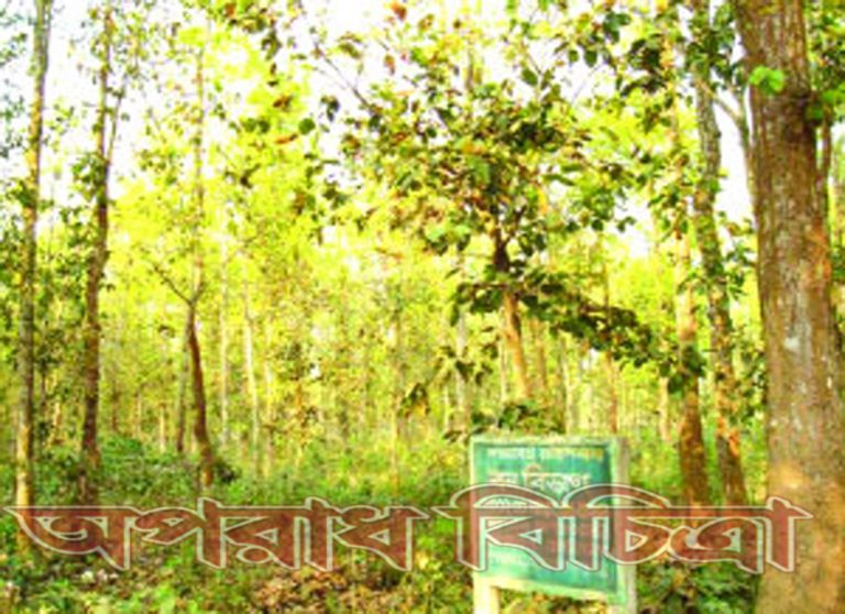 ঐতিহ্যবাহী মধুপুর শালবন চরম বিপন্ন দশায়