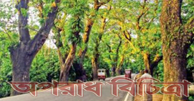 গাছখেকোদের নজর ঐতিহাসিক যশোর রোডের গাছের ওপর