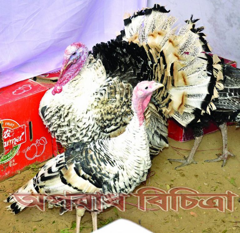 জমজমাট প্রদর্শনী হরেক রকম পশু-পাখির