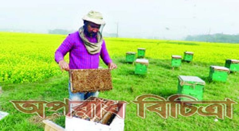 মধু সংগ্রহে মধুচাষিরা