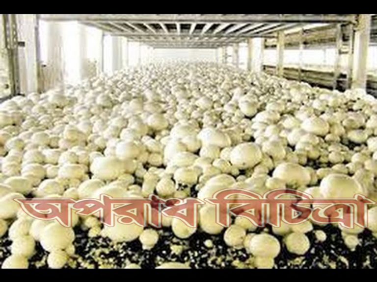 চক্ষুরোগের প্রতিষেধক হচ্ছে মাশরুম