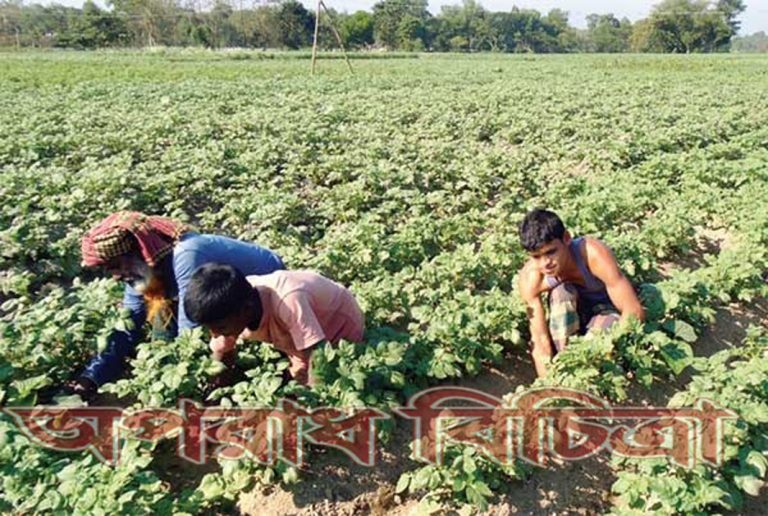 কৃষকের মুখে হাসি আলুর বাম্পার ফলনে