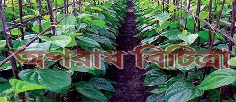 গাঢ় কুয়াশার কবলে পড়ে মরতে বসেছে টাকার গাছ