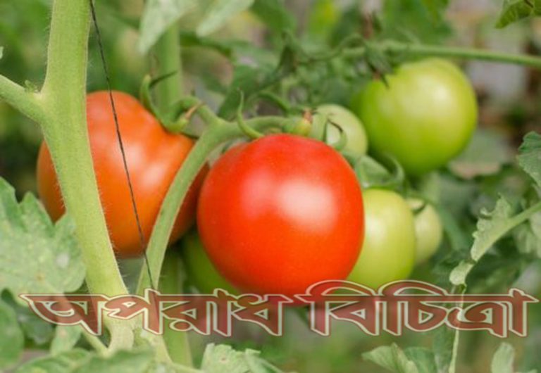 কৃষকদের টমেটো চাষে আগ্রহ বাড়ছে