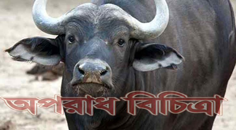 উত্তরাঞ্চল থেকে বিলুপ্তির পথে মহিষ