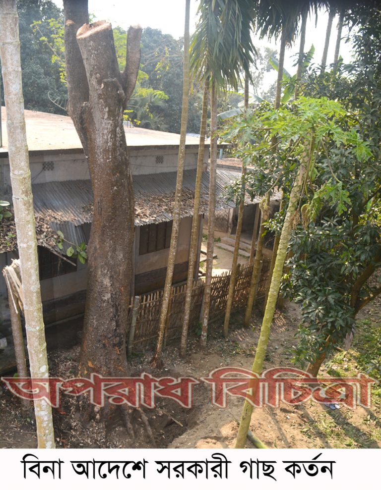 রাজশাহীর বাঘায় সরকারি সম্পত্তির গাছ কেটে নেওয়ার অভিযোগ