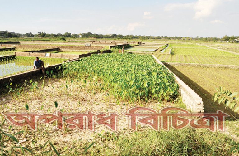 আবাসনের গাঁথুনি চলছে কৃষিজমিতে