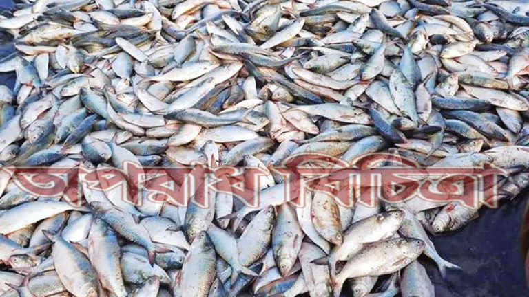 বঙ্গোপসাগরের উপকূলে ঝাঁকে ঝাঁকে ইলিশ