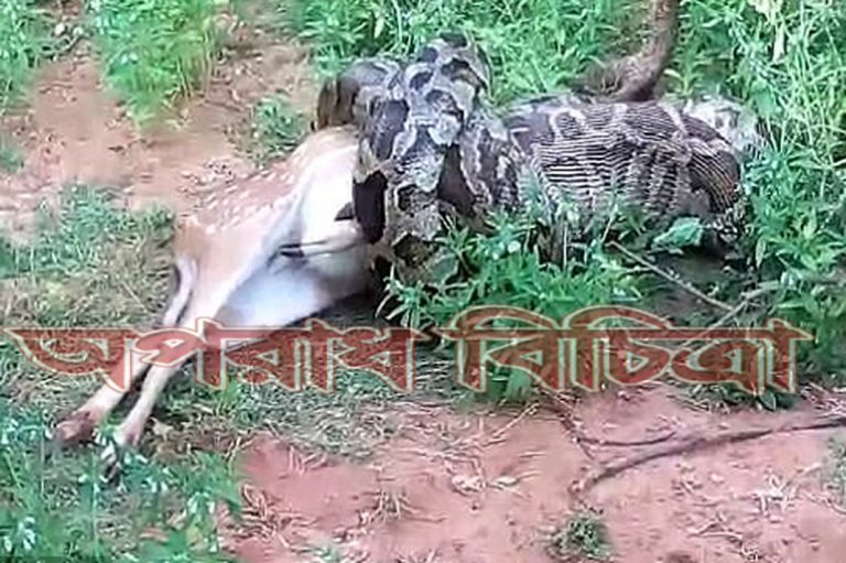 সম্ভবত অজগরটি এক মাস ধরে অভুক্ত