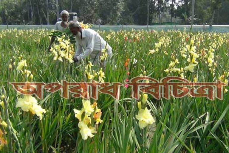 কৃষকরা বেছে নিয়েছেন বিদেশী ফুল গ্লাডিওলাস