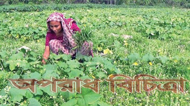 তাঁদের হাতের ছোঁয়ায় ফলছে ফুল-বাঁধাকপি, মুলা, লাউ।