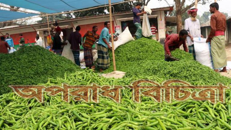 ফলন ভালো হওয়ায় সঠিক দাম পাচ্ছেন কৃষকেরা