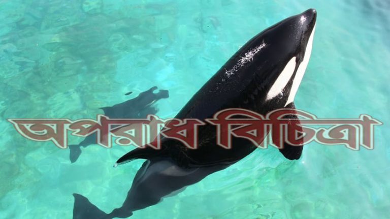তিমি মানুষের ভাষা শিখছে