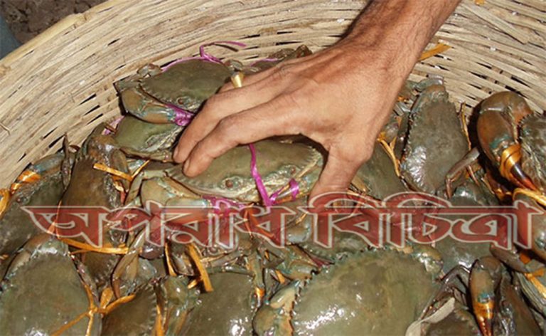 দৈনিক আয় ১০০০ টাকা কাঁকড়া ধরে