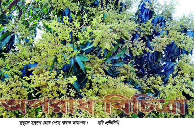 “গাছে গাছে দোল দিচ্ছে আম চাষীর সোনালী স্বপ্নের মুকুল”
