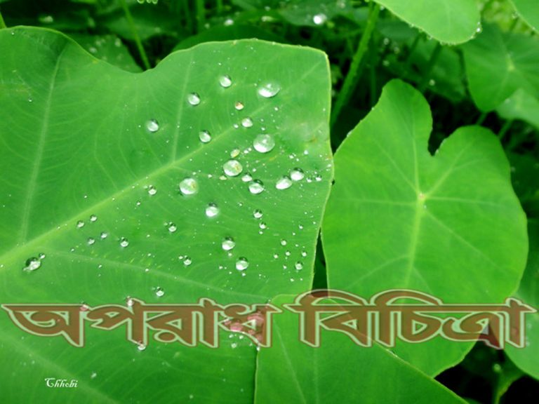 কচু পাতায় পানি ধরে না আবদুল হাই বাচ্চুও ধরা পড়ে না