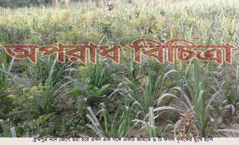 রৌমারী ব্রম্মপুত্র নদে ওঠা চরে একই জমিতে ৬ ফসল চাষ কৃষকের মুখে হাঁসি