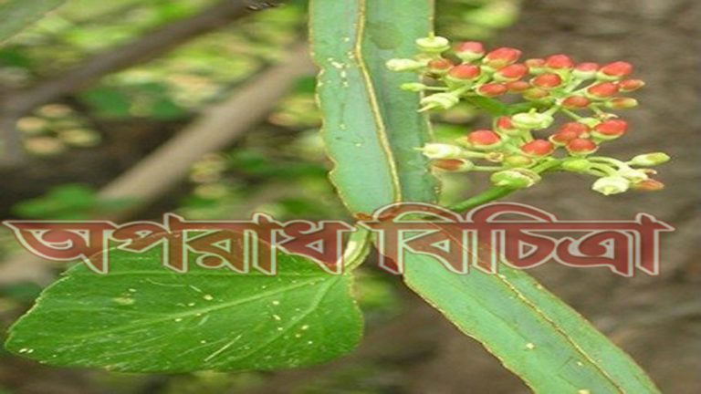 জেনে নিন ভাঙা হাড় জোড়া লাগায় যে গাছ