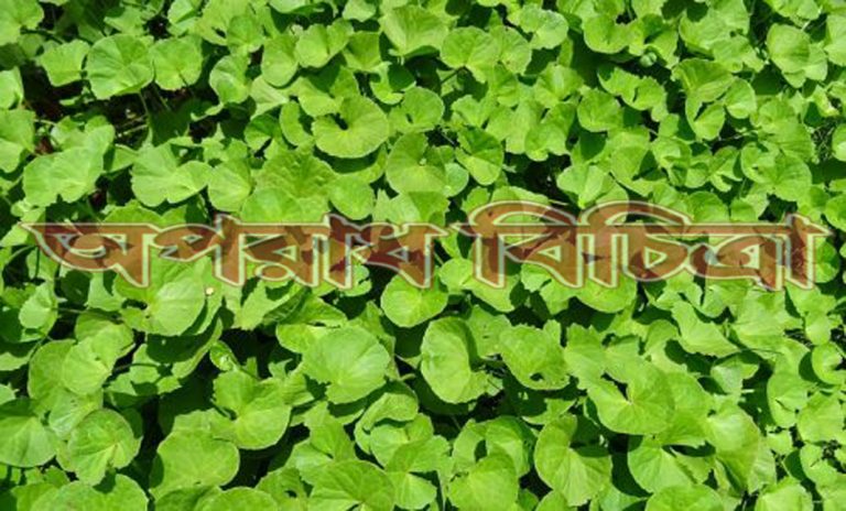 একটি ভেষজ উদ্ভিদ হল থানকুনি