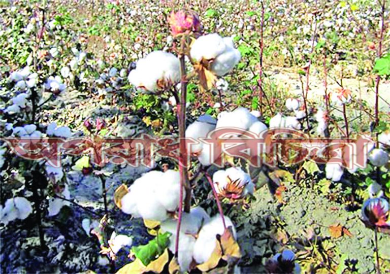 তুলা চাষ করে অনেক চাষি স্বাবলম্বী