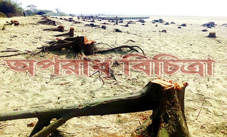 ফায়দা লুটতে টেন্ডারের বাইরে নির্বিচারে গাছ কাটা হচ্ছে
