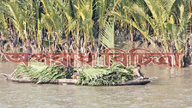 গাছ কেটে, পশুপাখি শিকার করে বনের বারোটা বাজিয়ে দিচ্ছে