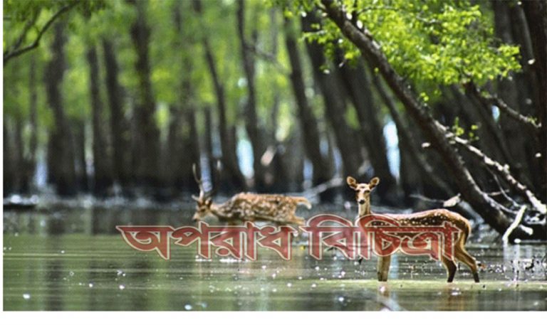 পরিবেশের জন্য ক্ষতিকারক শিল্প-কারখানা বাড়তে থাকলে সুন্দরবনই থাকবে না