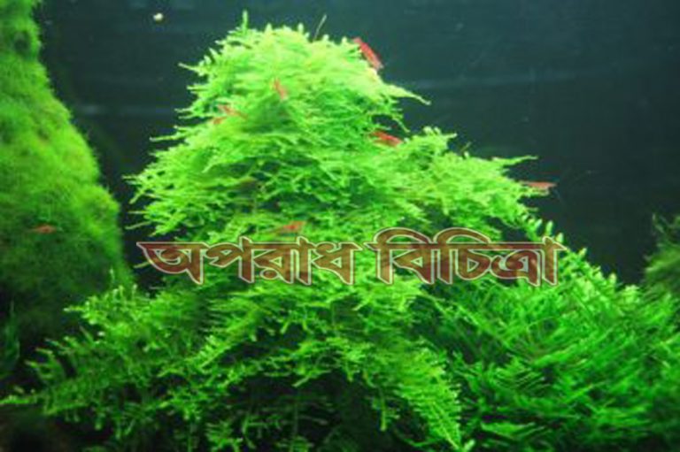 জেনে নিন শ্যাওলা কি ভাবে পানিকে আর্সেনিক মুক্ত করে