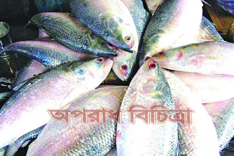 ইলিশের দামে টের পাওয়া যাচ্ছে বৈশাখি উত্তাপ