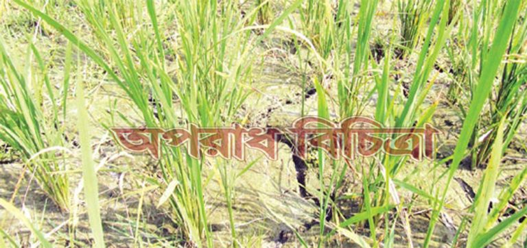 সেচ প্রকল্পের কর্মকর্তাদের অবহেলার কারণেই জমির এই অবস্থা